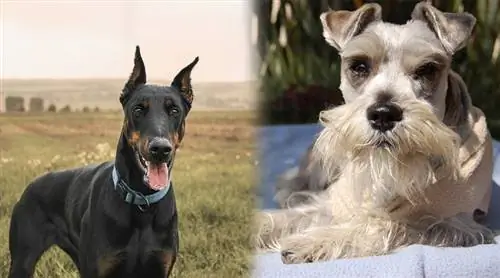 Dobie Schnauzer (Dobermann Pinscher & Standard Schnauzer Mix) መረጃ & እውነታዎች