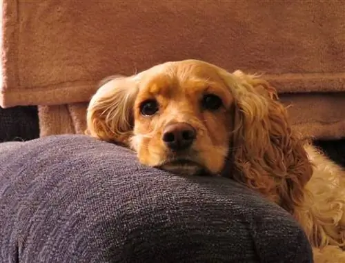 cocker spaniel americà bronzejat