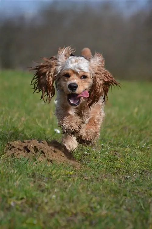 cocker spaniel americà corrent