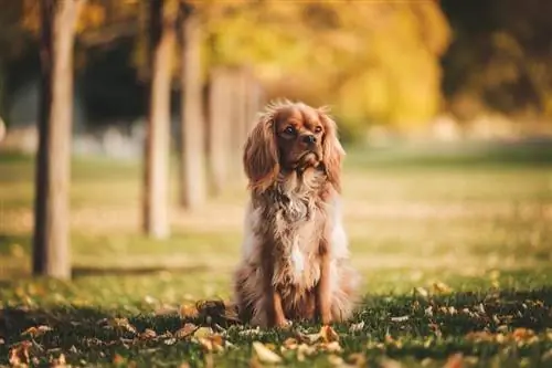 Informationen zur Rasse American Cocker Spaniel: Bilder, Welpen, Merkmale & Fakten