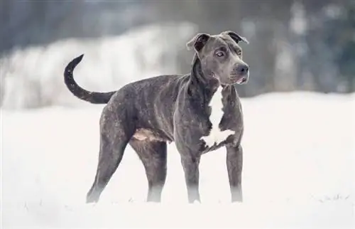 Grijze pitbull: feiten, oorsprong & Geschiedenis (met afbeeldingen)