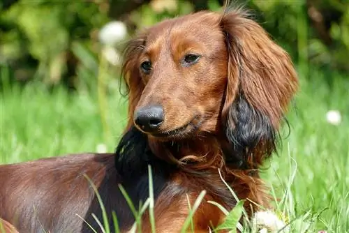 doxie spaniel bronz