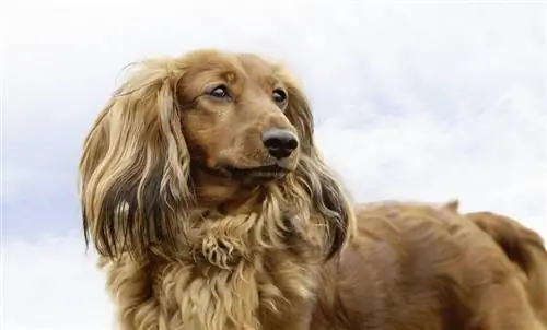 Docker Dog (Dachshund & Cocker Spaniel Mix) তথ্য, ছবি & ঘটনা