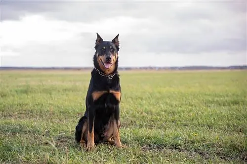 beauceron sjedeći