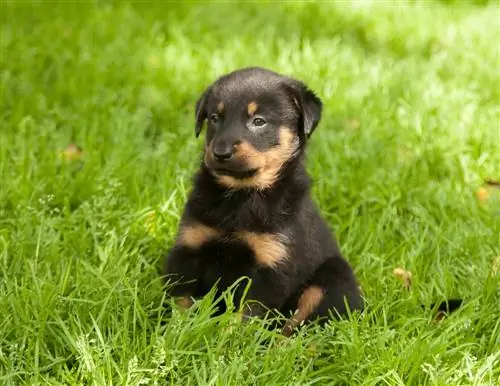 Beauceron ቡችላ