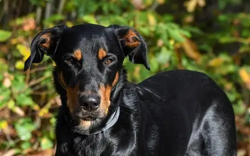 Beauceron nga afër