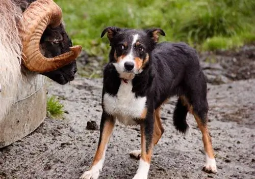 Beauceron และแกะ