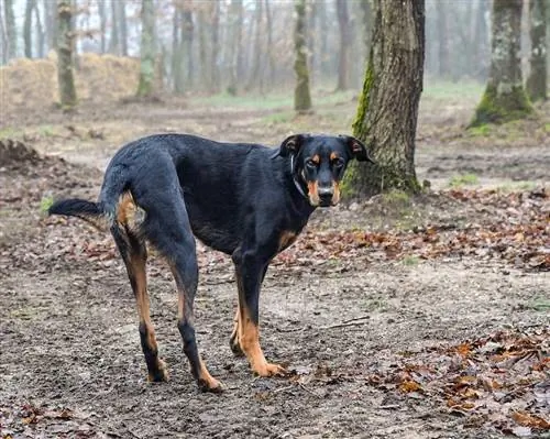 Beauceron pas