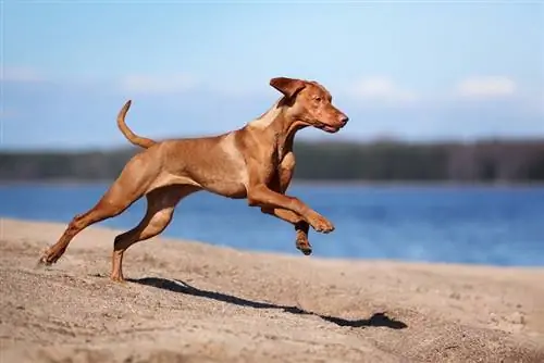 vizsla running