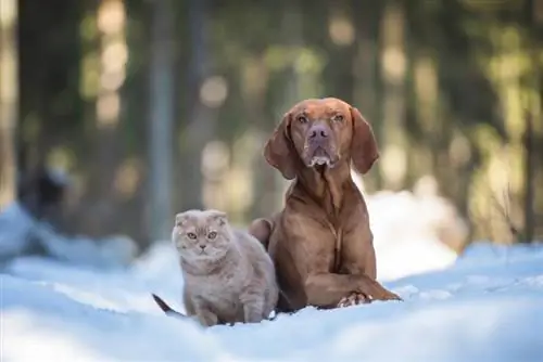 Zal een Vizsla goed zijn met mijn kat? Ras Gezelligheid & Veelgestelde vragen