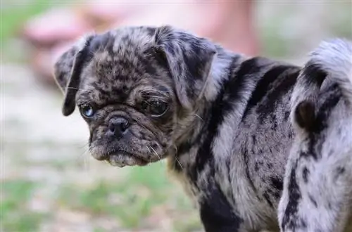 Anak anjing pug Merle hitam dan abu-abu dengan satu warna biru