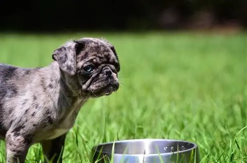 Blue eyed merle pug menyuam dev