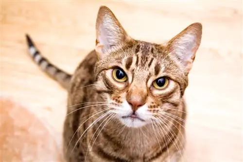 Ocicat, Adult, Cat, Lookin, In, Lens