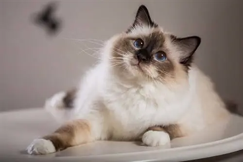 Birman-Mačka_Borkin-Vadim_Shutterstock