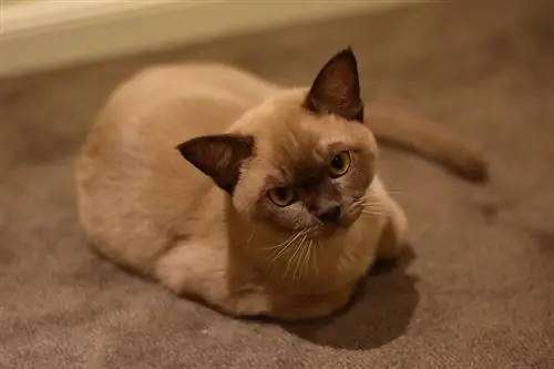 gatto birmano sdraiato sul pavimento in moquette