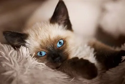 Balinese, Cat,, Kitten, With, Blue, Eyes, Is, Lying, On, The