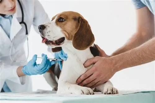 uomo che tiene il beagle mentre il veterinario fa l'iniezione con la siringa