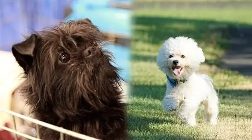 Prindërit e përzierjes Affenpinscher & Bichon Frize