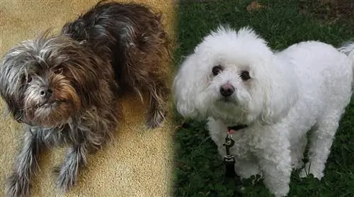 Prindërit e Affenpinscher & Bichon Frize 3