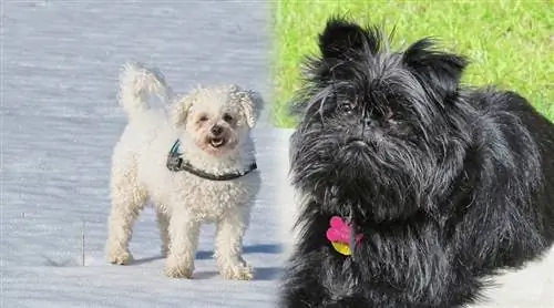 Prindërit e Affenpinscher & Bichon Frize 4