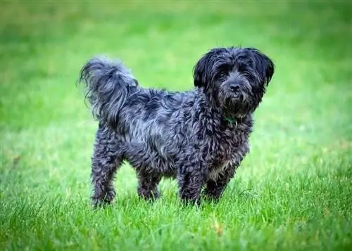 Affenpinscher & Bichon Frise Mix Race Info: Billeder, fakta, personlighed