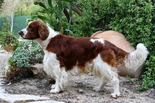 Springer gallois debout dans le jardin