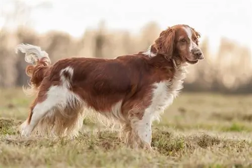 Welsh Springer Spaniel Irk Bilgisi, Resimler, Yavru Köpekler, Gerçekler & Özellikler