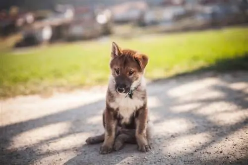 chó con shikoku