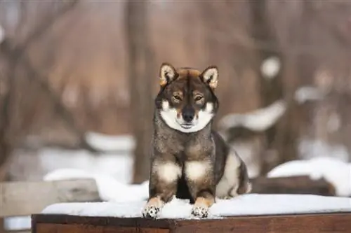 shikoku