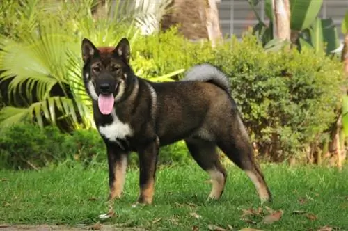 Shikoku Dog Breed Info: Mga Larawan, Personalidad & Mga Katotohanan