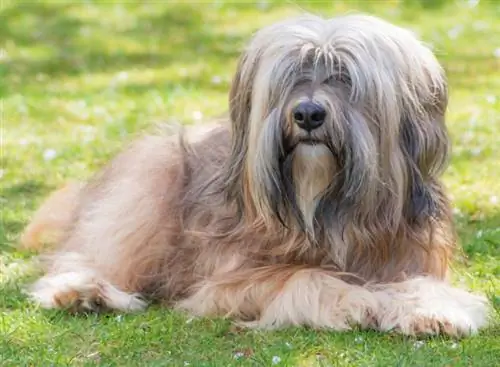 Terrier tibetano