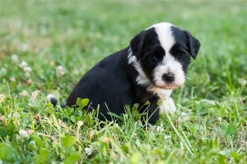 Tibetaanse Terrier-puppy