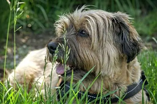 terrier tibetano na grama