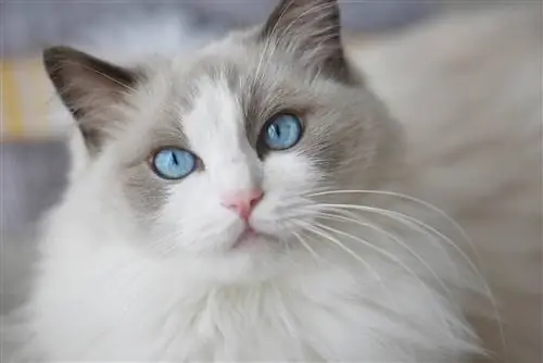 Ragdoll bermata biru mendekat