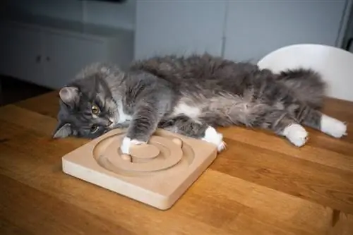 tabby maine coon jogando