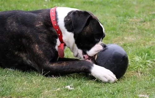 boxer care joacă o minge