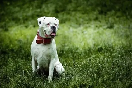 boxeur blanc assis sur l'herbe