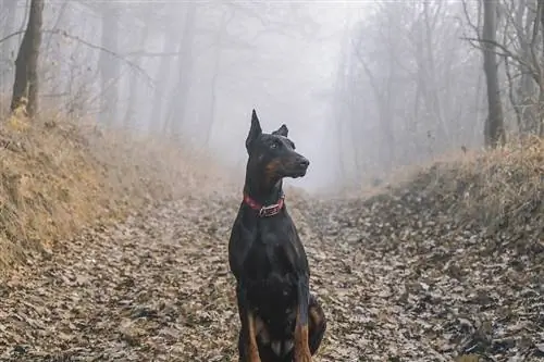 Doberman Pinscher Dog ჯიშის ინფორმაცია