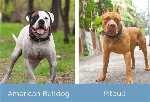 American Bulldog vs Pitbull berdampingan