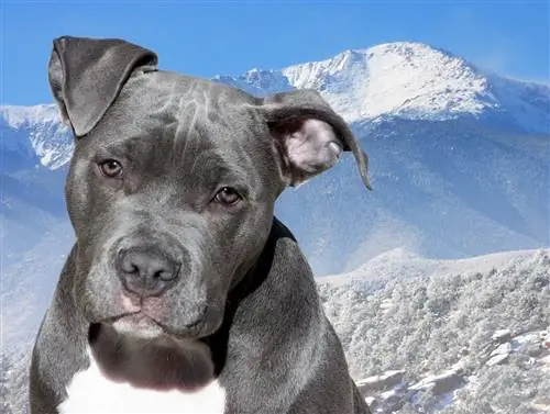 gunung anjing pitbull