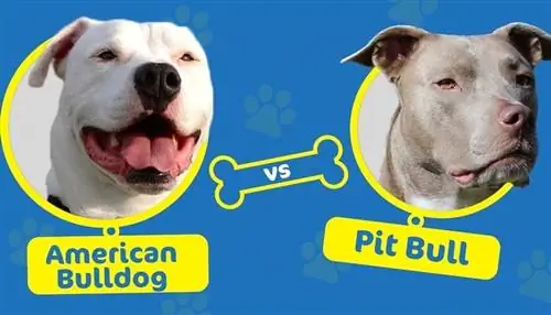 Pitbull vs American Bulldog: quina diferència hi ha?