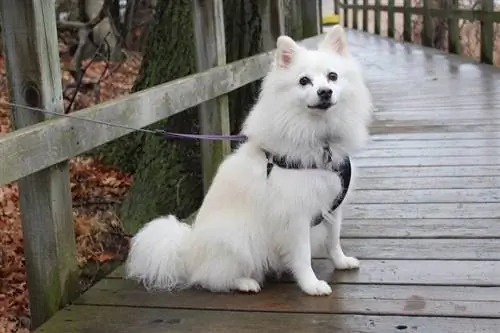 American Eskimo