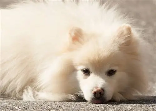 American Eskimo Dog Breed Info: Duab, Cwj Pwm & Qhov Tseeb