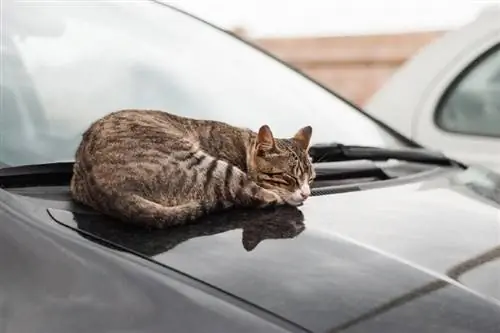 Jak udržet kočky mimo vaše auto