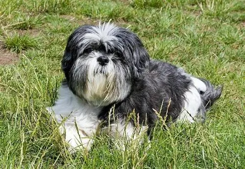 Affen Tzu (Affenpinscher & Shih Tzu Mix) Info, afbeeldingen, feiten, eigenschappen