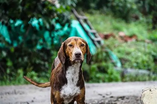 talon de basset à l'extérieur