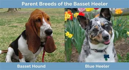 Races parentales du Basset Heeler