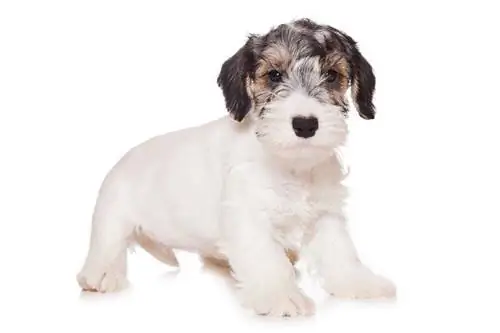 Cățeluș Sealyham Terrier