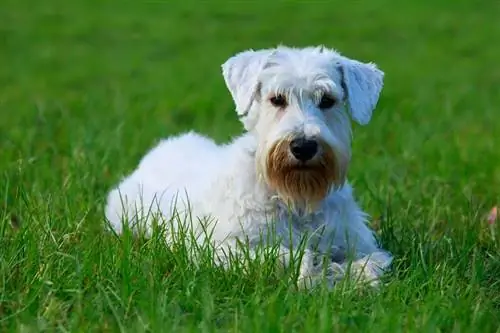 Sealyham Terrier berbaring di atas rumput