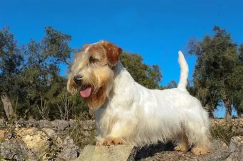 Sealyham Terrier berjalan di luar rumah